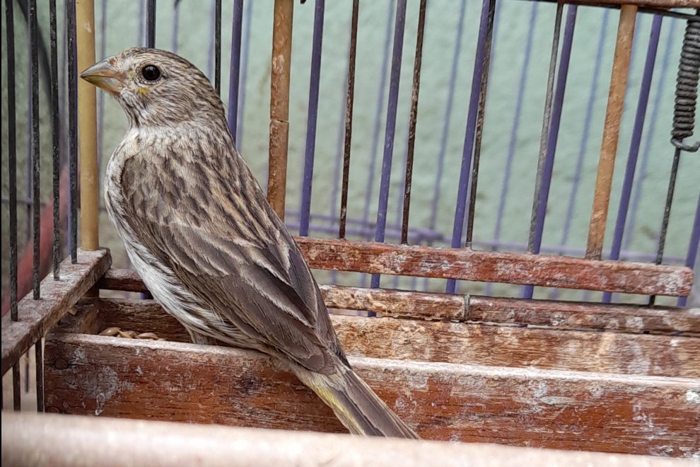Policía Ambiental rescató 27 aves de una vivienda en Capilla del Monte