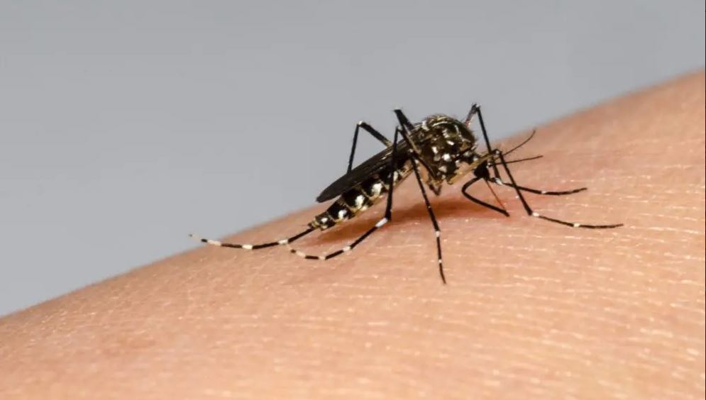 Se confirmó el primer caso de dengue en la provincia