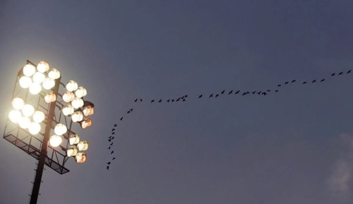 Afirman que la contaminación lumínica perjudica la migración de las aves