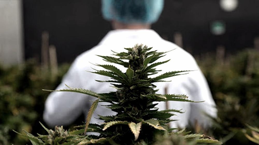 Ley de Cannabis: «Es otro triunfo de la sociedad contra la hipocresía»