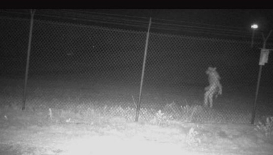 ¿El hombre lobo?: filman una extraña figura en un zoo