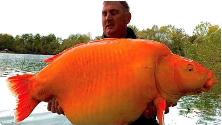 Tras batallar 25 minutos, logró atrapar al pez dorado más grande del mundo