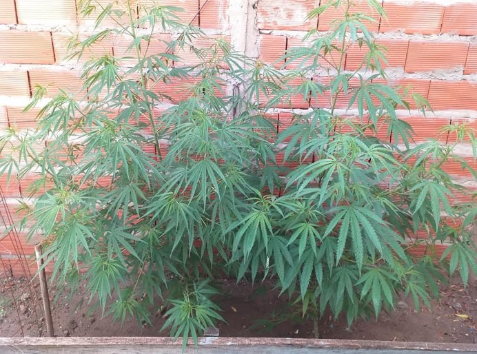 Miramar De Ansenuza – Personal policial procedió a realizar allanamiento procediendo al secuestro de plantas de cannabis sativa