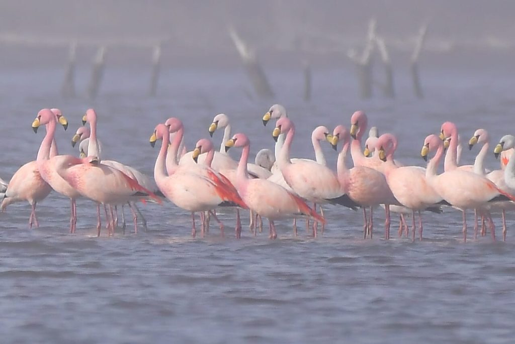 Mediante sobrevuelos realizan el censo de flamencos en Laguna de Mar Chiquita